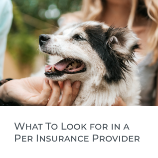 Dog Insurance
