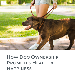 Dog Health